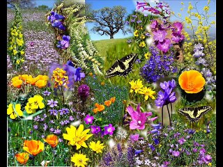 لغة الزهور - زكريا أحمد