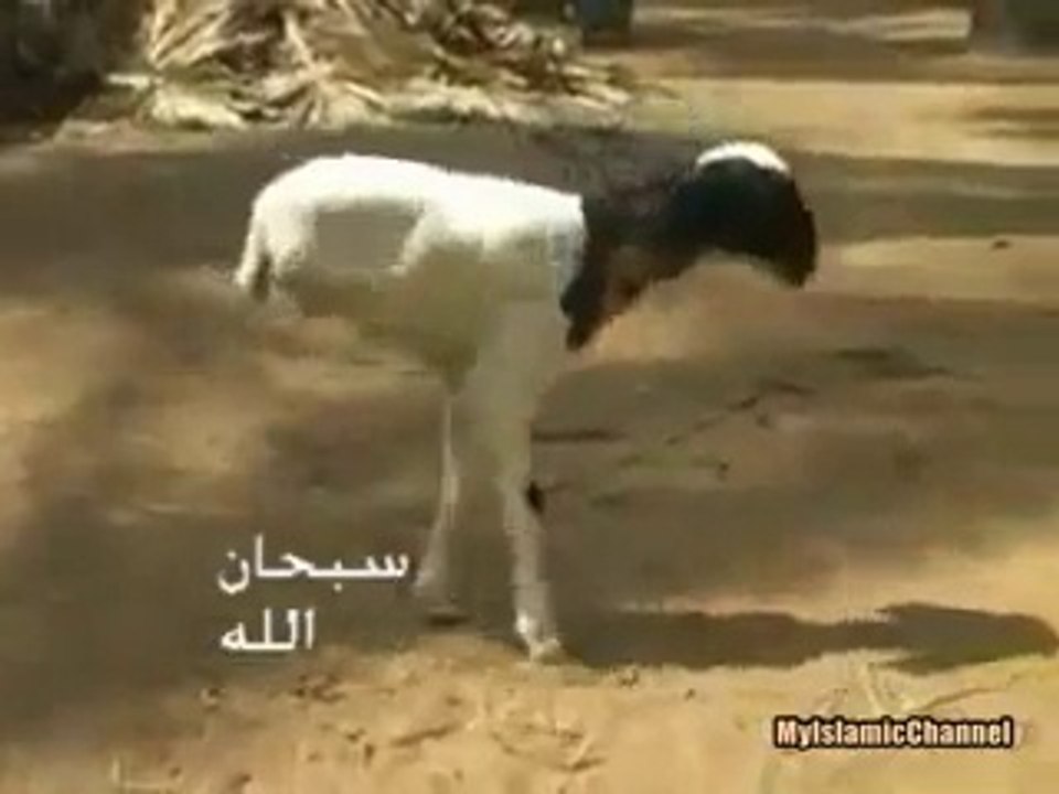 Subhan Allah goat has two legs