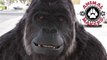 Animated Gorilla Costume Face by Animal Makers