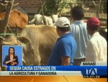 Sequia causa estragos en la agricultura y ganadería de Manabí