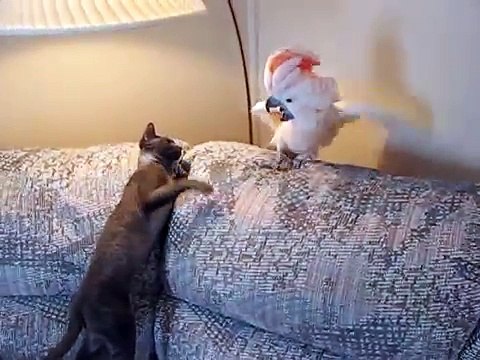 Angry parrot attacks cat - Злой попугай прогоняет кота