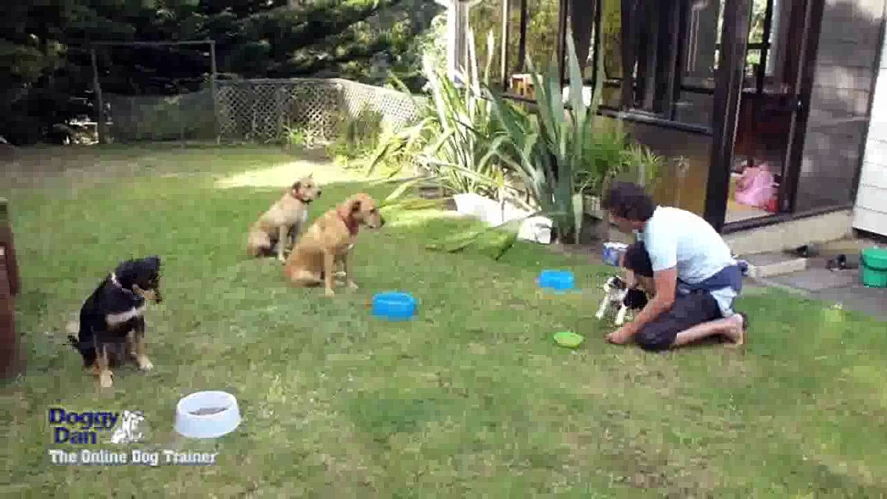 k9 dog training