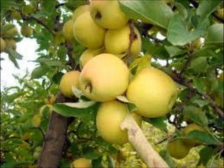 SURAT HUMAZA SURAT MASSAD