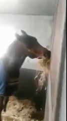 Kind horse feed another - awesome