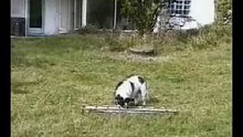 Unfriendly dog vs hungry sheep - very funny !