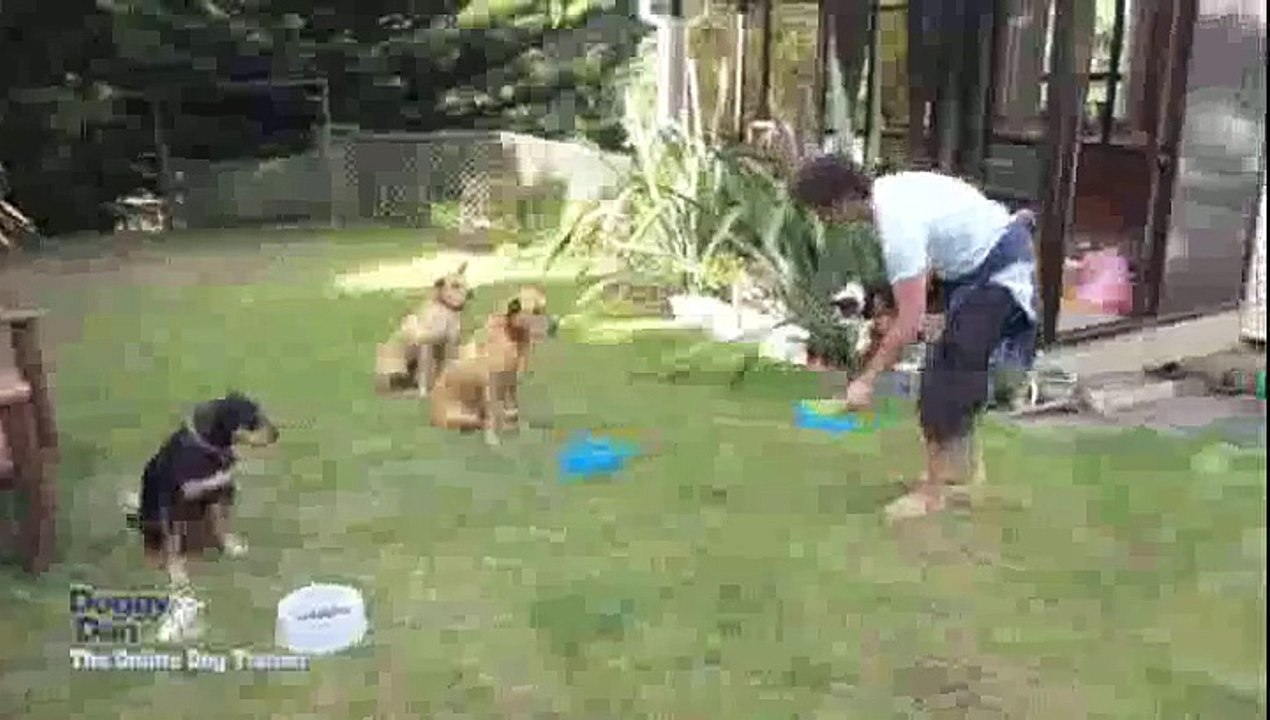 Online Dog Training