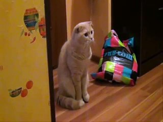 This cat is shocked - funny !