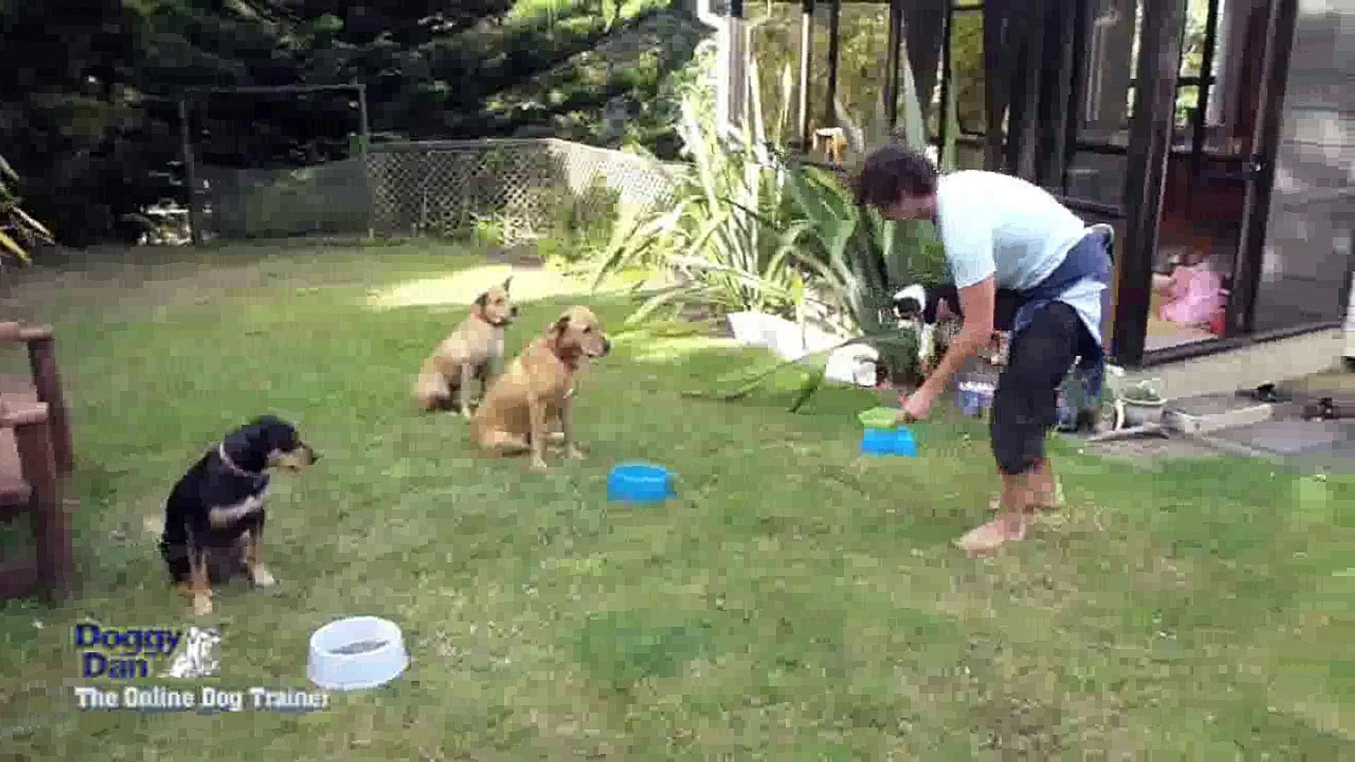 ⁣Dog training techniques