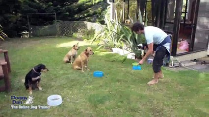 Dog training techniques