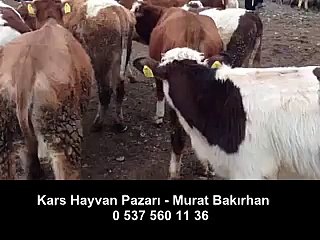 Kars Hayvan Pazarı Görselleri