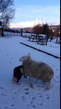 Un mouton se prend pour un chien