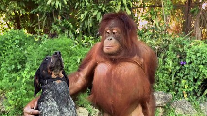 La pub Android avec des animaux