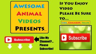 FUNNY ANIMALS 2014 - NEW [HD] - AnnoyingParrotTV (720p)