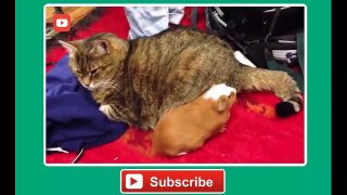 Funny cat vines - Ultimate funny vines with cats compilation 2014 - Funny Videos (720p)