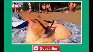 Funny Cats Compilation [Most See] Funny Cat Videos Ever Part 1 - Forget Your Sadness (720p)