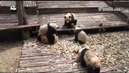 Playful pandas have a mass brawl