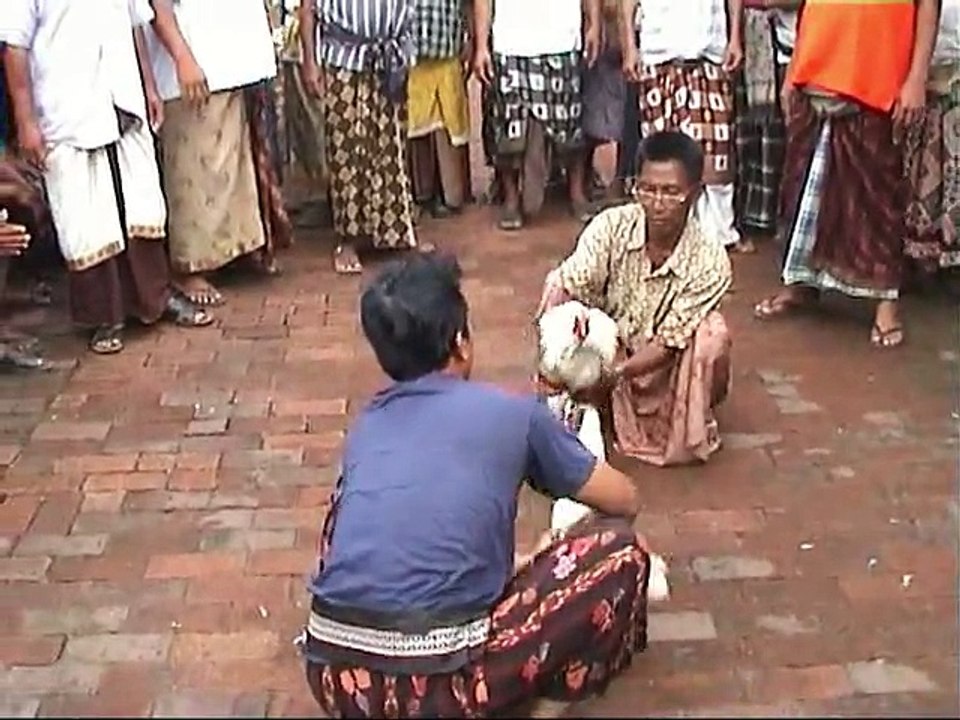 COMBAT DE COQ A BALI - INDONESIE - NOVEMBRE 2010.