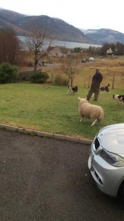 Are you a lamb or a dog... Hilarious pet lamb!
