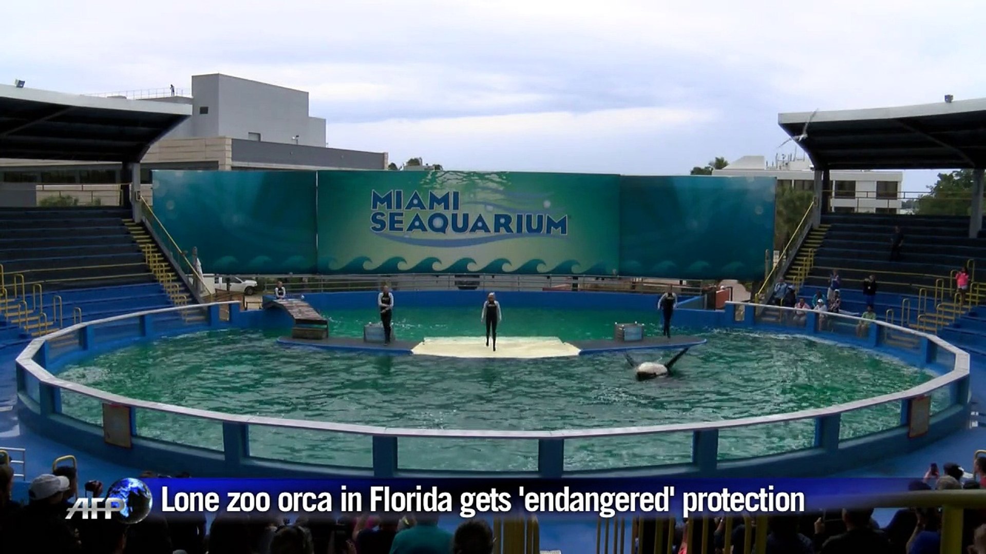 ⁣Lone zoo orca in Florida gets 'endangered' protection