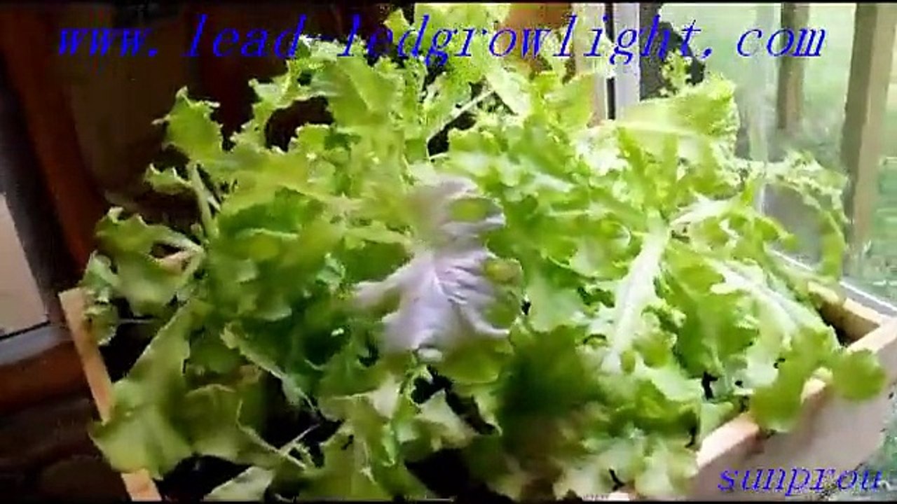 plant lighting lamp with wholesale price