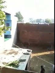 haha Cow Fight  the Man Like Bull Fights