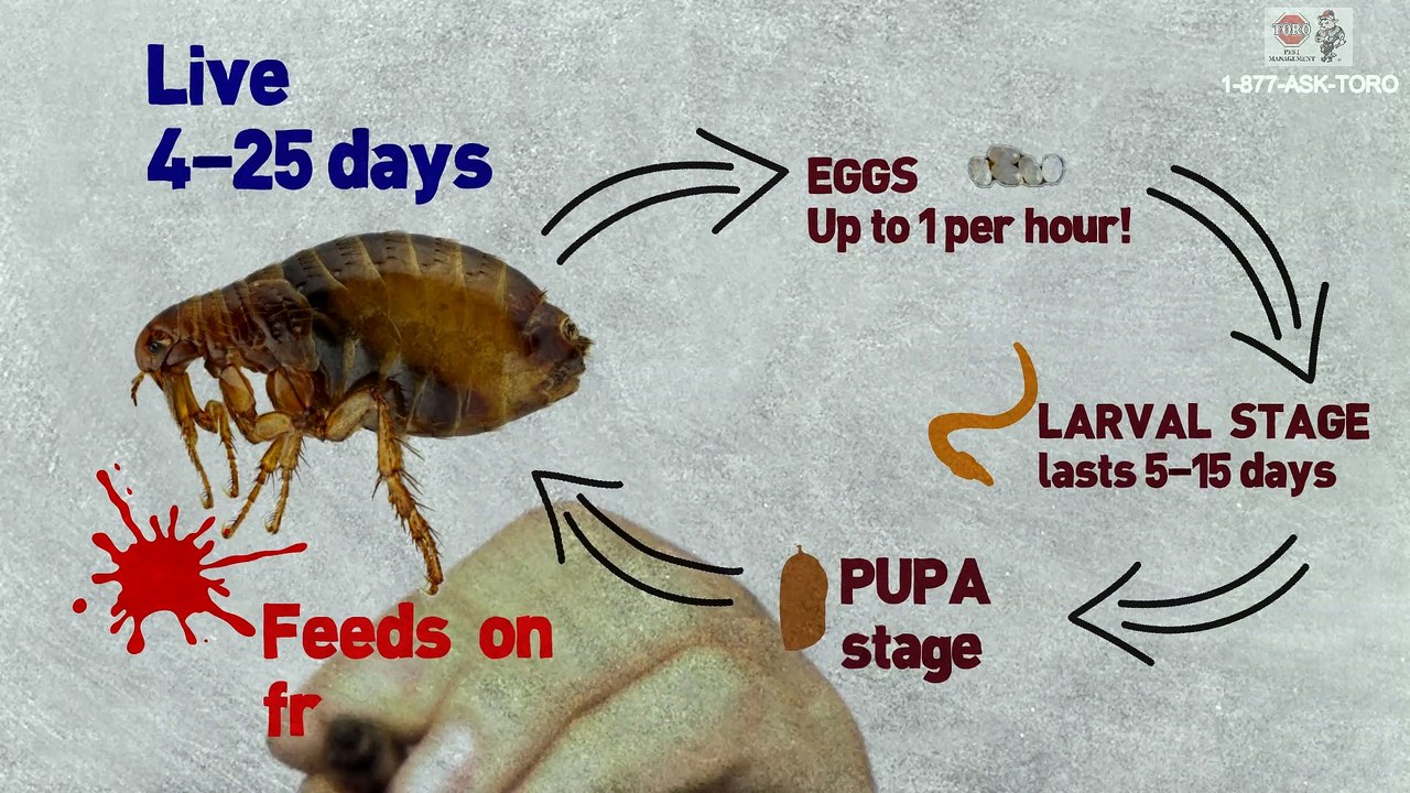 Fleas Pest Control in FL & NY
