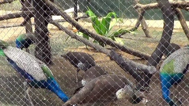 Birds in Nehru Zoological Park