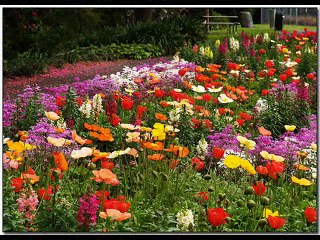 الورد فتح - سعاد محمد