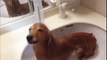Have you ever seen a dog enjoying shower like this
