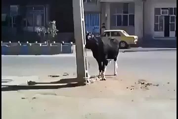 A Cow Doing Amazing! - raja