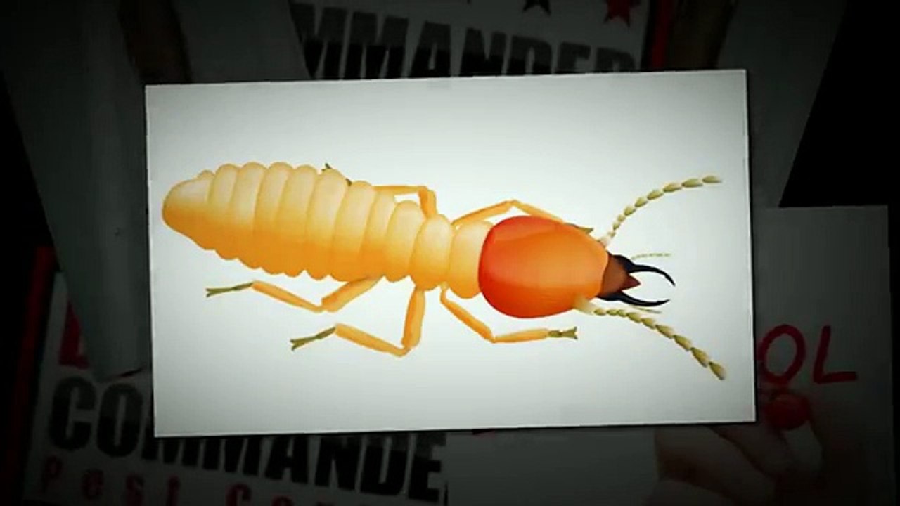 Termite Pest Control Frisco TX | Call 214-919-0021