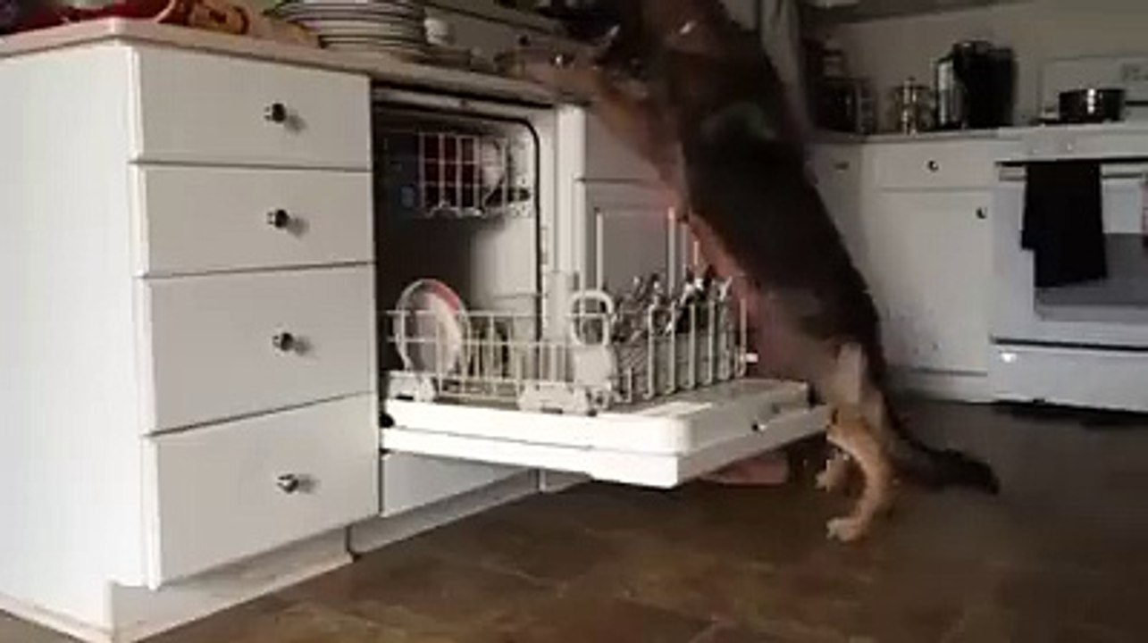 Baron the German Shepherd lends a helping paw and helps load the dishes into the dishwasher! SO amazing