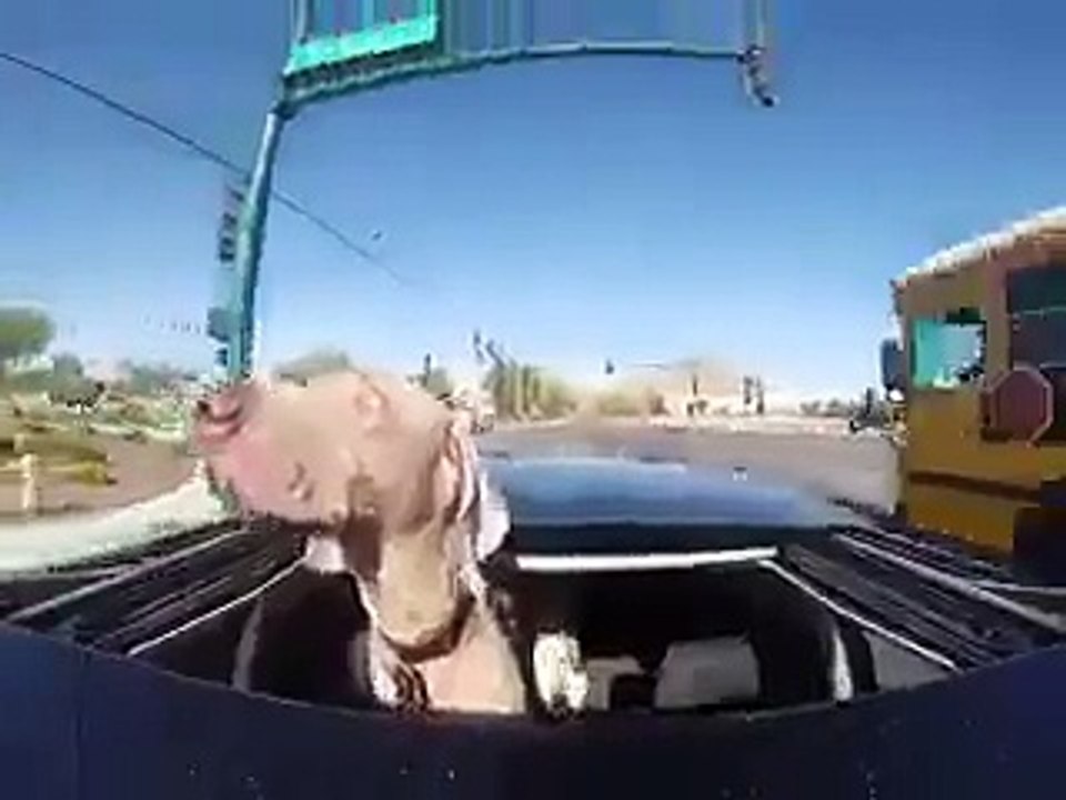 Dog amazing