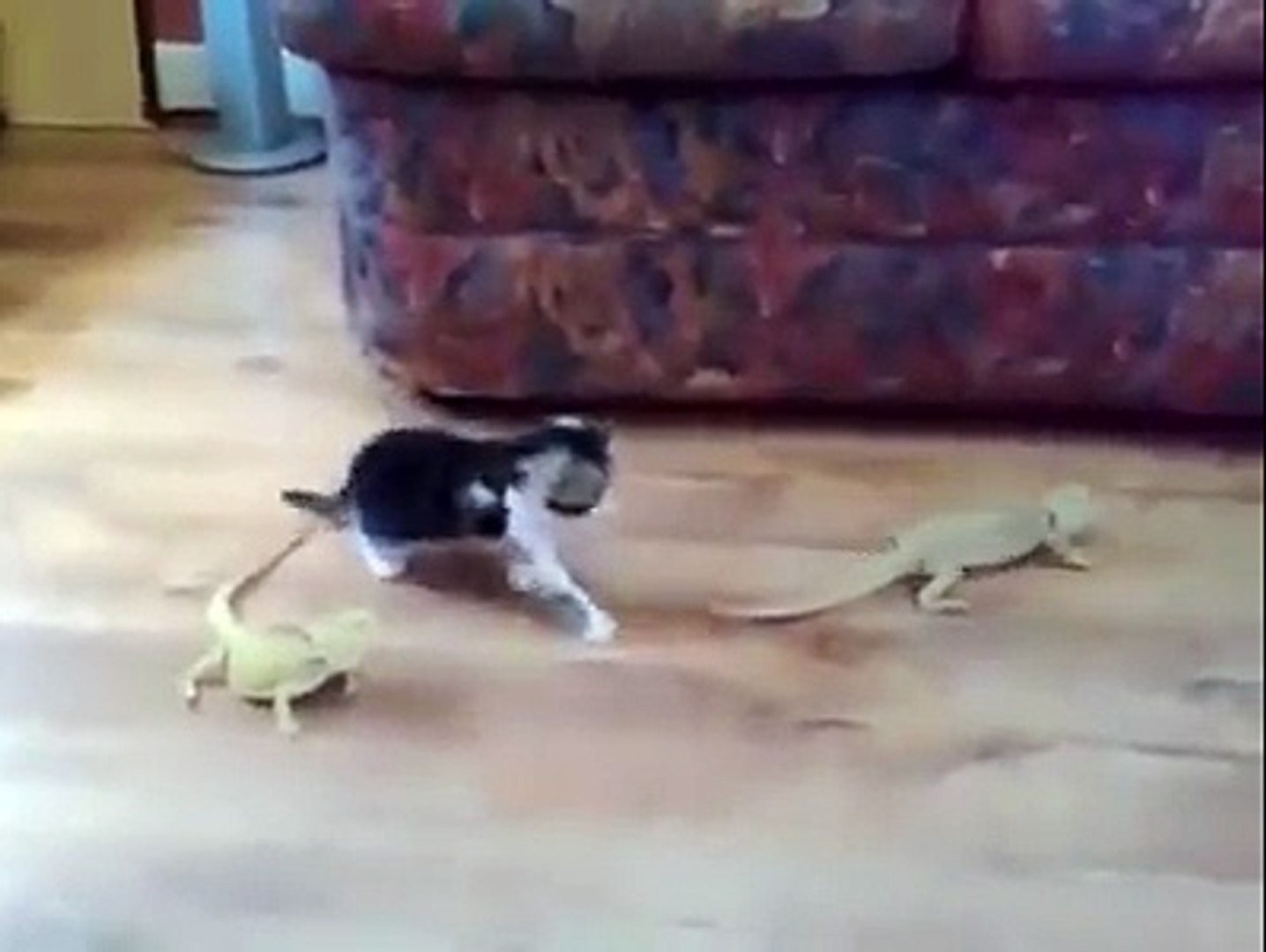 ⁣Gatto VS Iguana