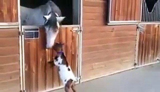 Amazing video of a goat- Goat Is Eaten By Horse - Video Dailymotion