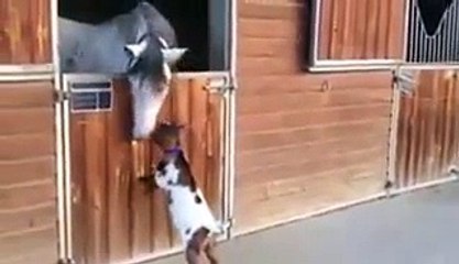 Amazing video of a goat- Goat Is Eaten By Horse - Video Dailymotion