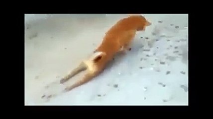 This DOG Deserves an OSCAR AWARD