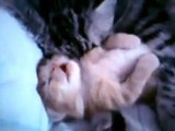 Cat hugs her baby kitten - so cute !