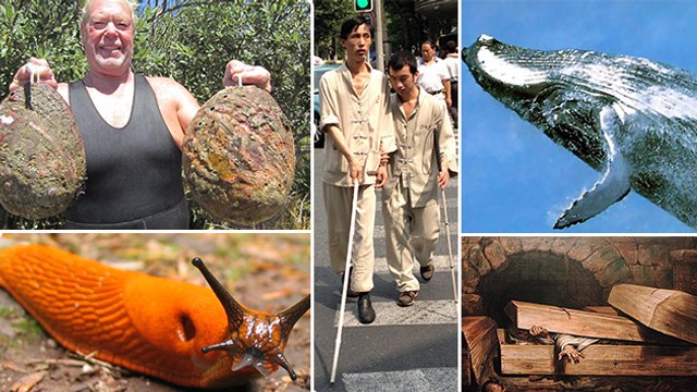 8 Weird Facts That Most People Don't Know | MUST WATCH!