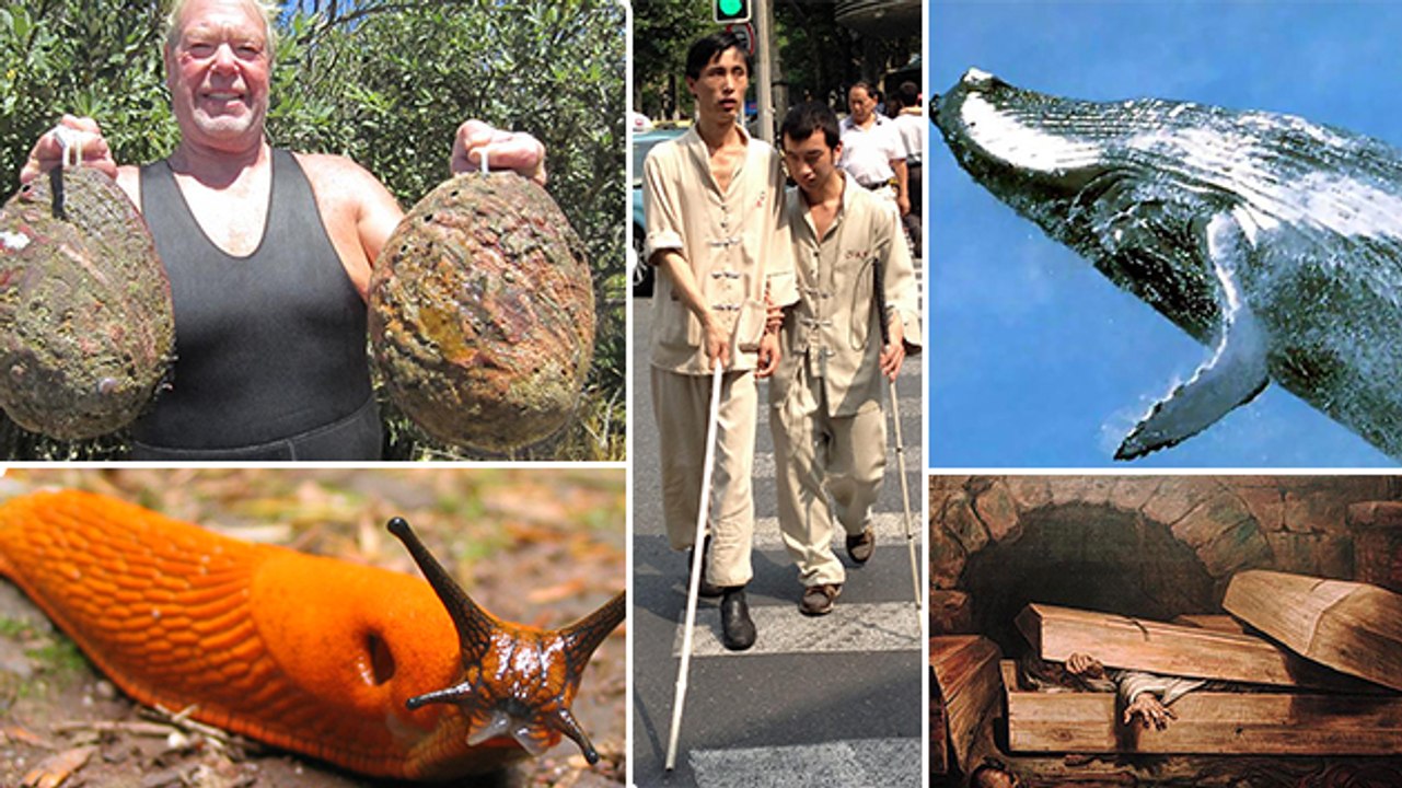 8 Weird Facts That Most People Don't Know | MUST WATCH!