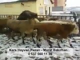 KARS HAYVAN ALIM SATIM MERKEZİ