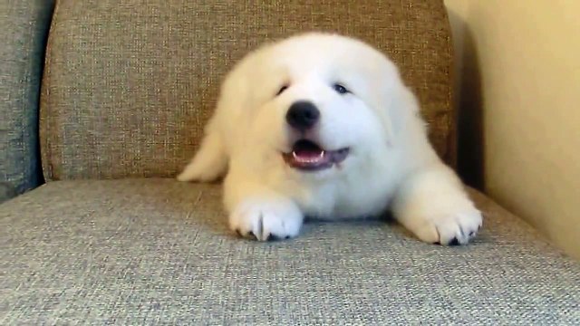 White cute Puppy plays - Щенок красавец играет .