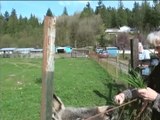 Miniature Donkey Farm #2 (Williams)