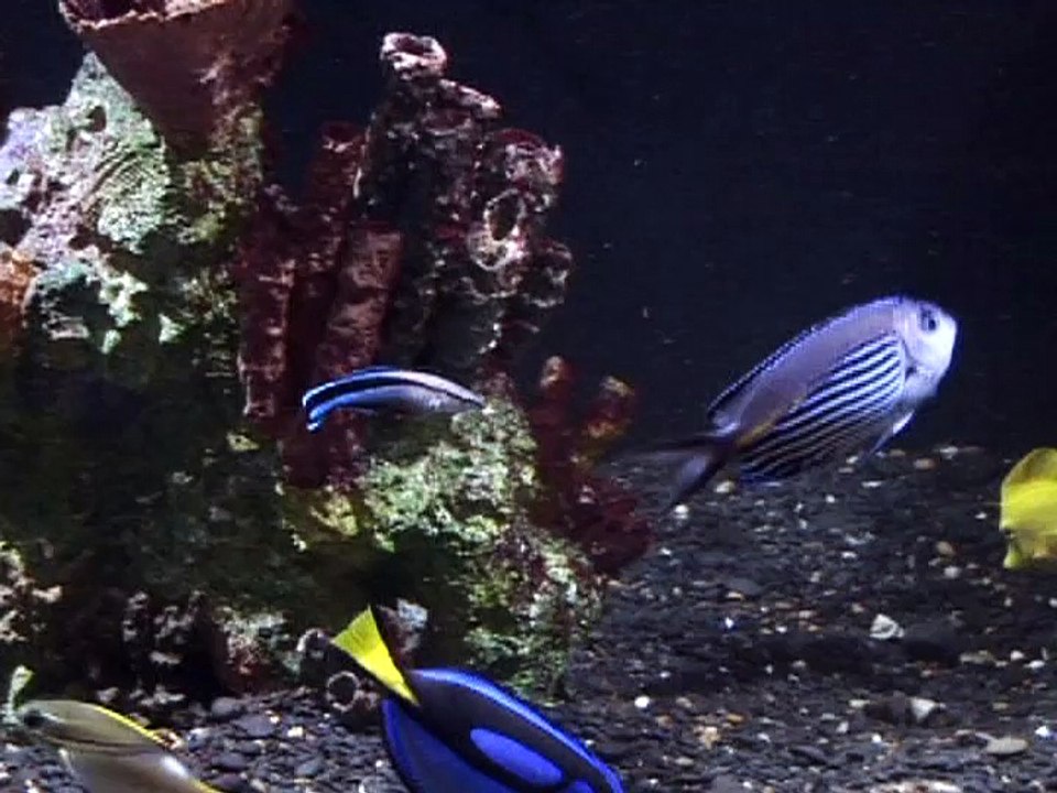 Newport Aquarium Visit (Holt)