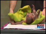Baby orangutan Rieke is bottle-fed at Berlin Zoo