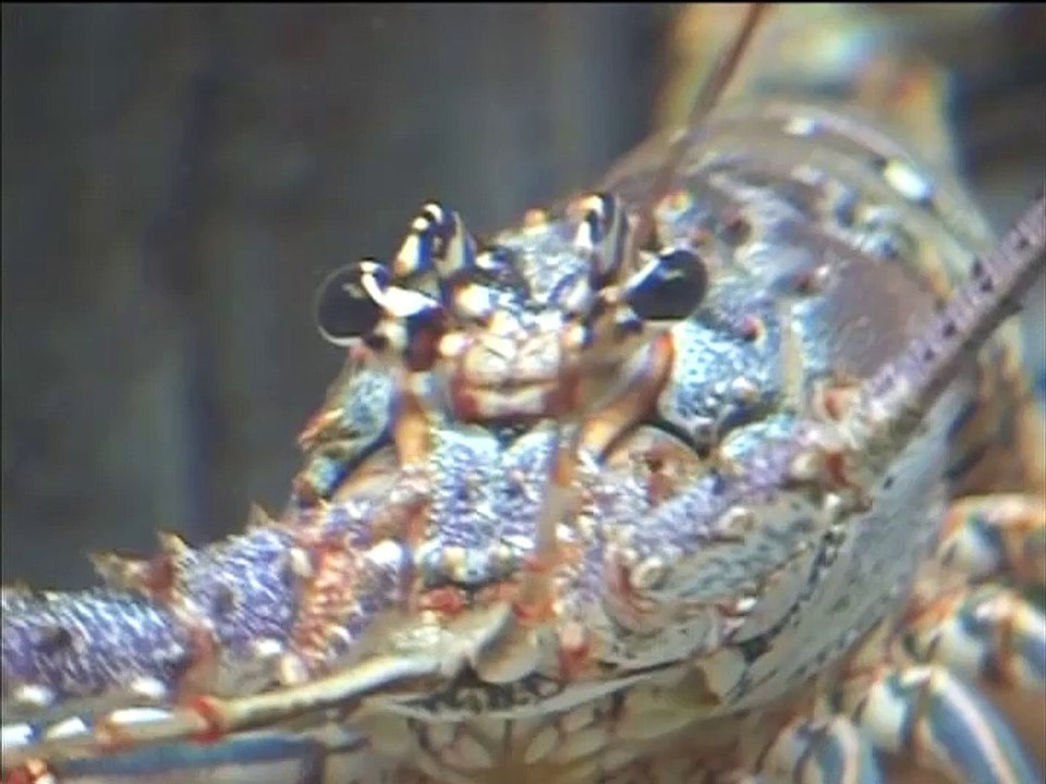 Newport Aquarium (By Mike Booher)