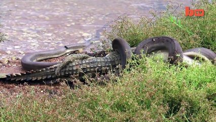 Snake Devours Crocodile After 5 Hour Battle