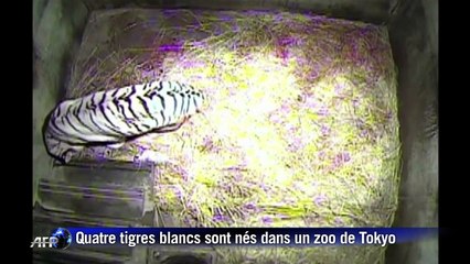 Japon: des bébés tigres blancs naissent dans un zoo