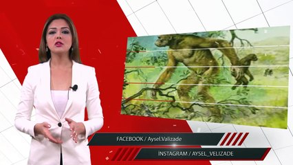 Aysel Vəlizadə - Piltdaun adamı