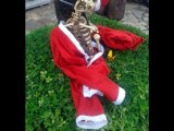 Esqueleto vestido de Papai Noel mobiliza polícia em Itu